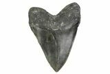 Huge, Serrated, Fossil Megalodon Tooth - North Carolina #381351-2